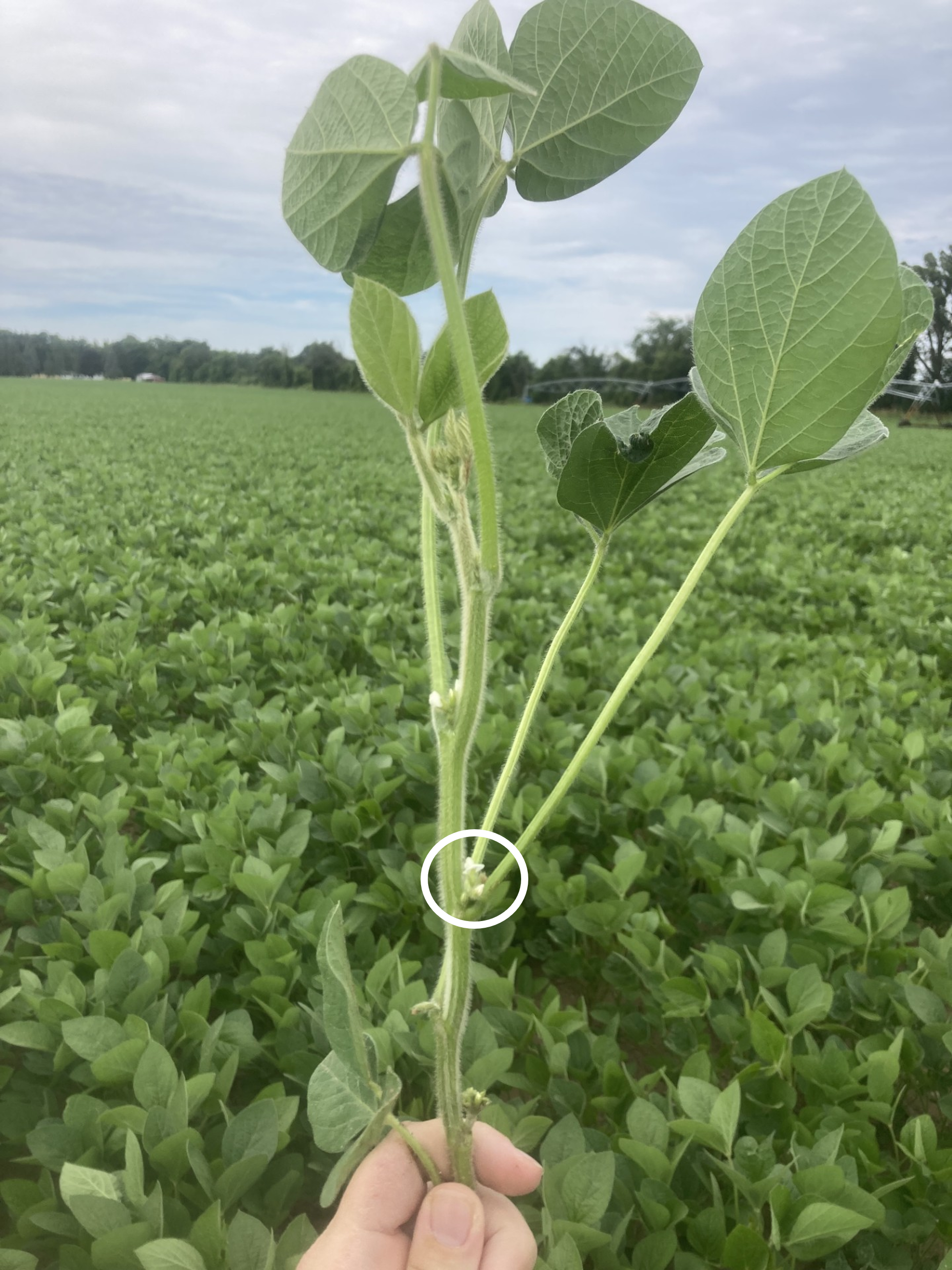 Soybean plant with a white circle around an open flower.
